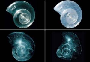 11-when-the-ocean-acificies-shells-melt-from-ocean.si_.eduocean-acidification-600x414