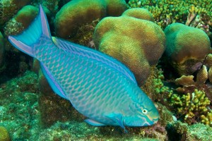 15-queen-parrotfish-eating-algae-off-the-reef-in-Curaçao-photo-by-Stan-Bysshe-600x400