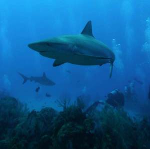 4-Peaceful-coexistance-of-Sharks-and-SCUBA-divers-in-Turks-and-Caicos-Photo-by-Kristen-Marhaver-600x599